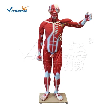 Анатомическая модел на мускулите на цялото тяло мъже 176 см (29 части)