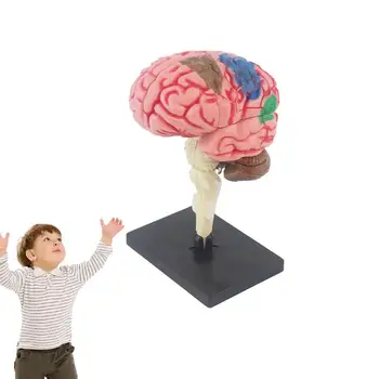 Детски Анатомични Детски Играчки Модел Анатомия На Тялото На Модел На Човешкия Мозък За Деца Обзавеждане За Изучаване На Биологията На Човека Очната Ябълка Ученически Пособия