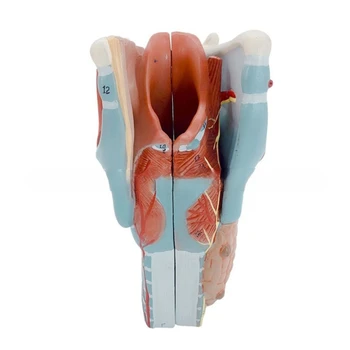 увеличена 2 пъти Анатомическая Модел на Ларинкса, Свалящ се Анатомическая модел на човешкото Гърлото